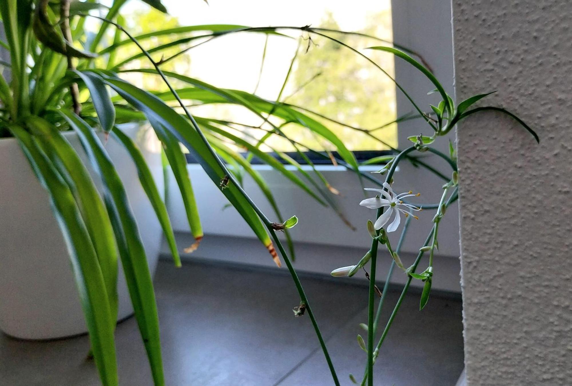 Kempten Mit Bauernhof-Flair Kültér fotó